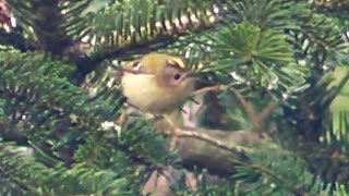 Goldcrest  The Smallest Bird in The UK  Roitelet huppé [upl. by Warden]