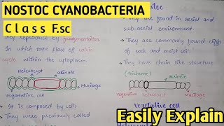 Nostoc Structure And Reproduction  Cyanobacteria  Class 11 Biology [upl. by Mihe]