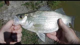 Fishing a new place on The Hiwassee River [upl. by Sicular70]