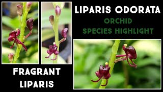 Liparis odorata  Terrestrial Orchid Species Highlight  Care Guide  Nandanam Exotics  By Nirmal [upl. by Sibie176]