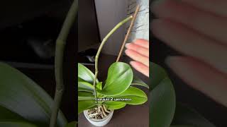 Phal Pirate Picotee🌿 орхидеи орхидеиуход orchidbeauty [upl. by Meara882]