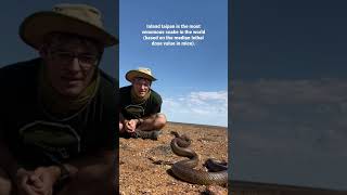 Inland taipan the most venomous snake in the world [upl. by Parris]