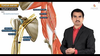 Radial nerve Anatomy USMLE Origin Course innervation Saturday night palsy Wartenberg’s syndrome [upl. by Ennirroc]