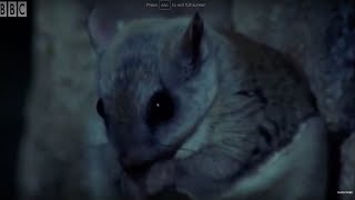 David Attenborough Talks About The Flying Squirrel  BBC Earth [upl. by Annoek]