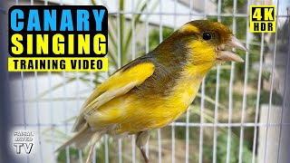 Canary Singing birds sounds at its best  Super Melodies Canary Bird song  4K Training Video [upl. by Amargo]