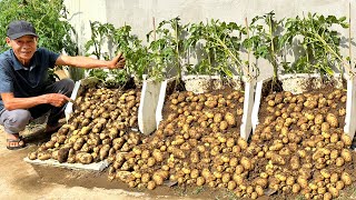 Never Have To Buy Potatoes Again Heres How I Grow Potatoes Without Doing Anything [upl. by Crooks451]