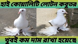 লোটন পায়রা বিক্রি আছে। loton pigeon for sale amazing quality 🔥💥fancykabootarlotonpigeon [upl. by Tilda]