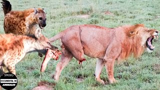 ¡Espantado La Hiena Le Arrancó La Pata Al León Durante Un Feroz Enfrentamiento Y ¿Qué Pasó Después [upl. by Damalus132]