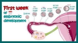 Embryology  Fertilization Cleavage Blastulation  First week of embryonic development  Zygote [upl. by Zysk]