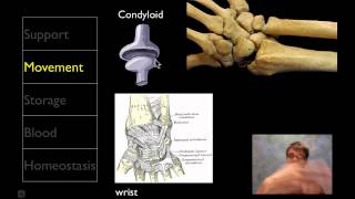 The Skeletal System [upl. by Ammadis]