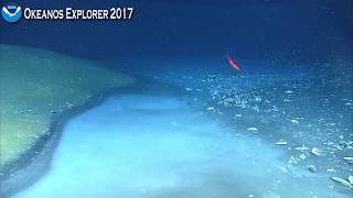 Okeanos Explorer Video Bite Newly Discovered Brine River Captivates NOAA Scientists [upl. by Synned]