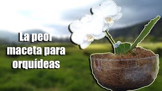 La PEOR maceta para Orquídeas epífitas  Orquiplanet [upl. by Oisorbma]