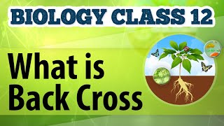 What Is Back Cross  Genetic Basis of Inheritance  Biology Class 12 [upl. by Egin]