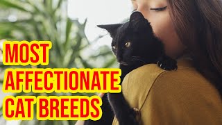 10 Most Affectionate Cat Breeds That Actually Love To Cuddle [upl. by Pierson988]