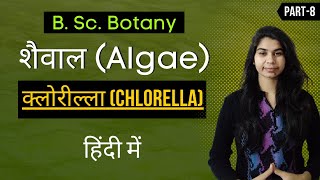 Algae in Hindi  क्लोरील्ला Chlorella  Botany [upl. by Zolly526]