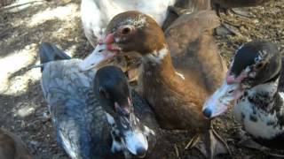 Muscovy duck sounds [upl. by Zoha502]