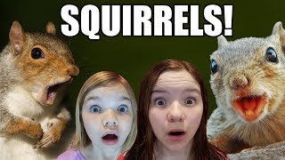 Squirrels Loose in the House [upl. by Bacchus796]