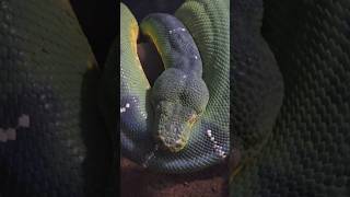 エメラルドツリーボア🐍Corallus caninus snake [upl. by Pattani299]