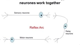 Nervous System Part 2  Reflex Arc ALevel Biology [upl. by Mcintyre]