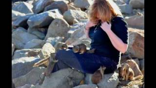 ground squirrels at Morro Bay [upl. by Kirtley]