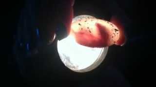 Leopard Gecko moving inside egg [upl. by Nekciv745]