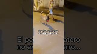 Este perro tiene más ambiente que muchos 😂 vallenatos vallenato musica humor shorts [upl. by Nala895]