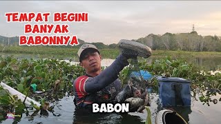 CARA NGOBOK HASILNYA FULL PANEN BABON [upl. by Briscoe167]