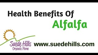 Health Benefits Alfalfa  Health Benefits Of Alfalfa [upl. by Ordep]