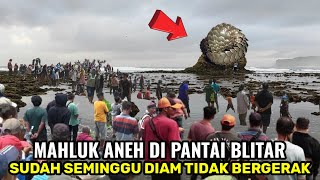 blitar viral lagi‼️terpantau sudah seminggu mahluk ini diam tidak bergerak di pantai [upl. by Gilbart]