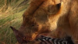 Lion on Zebra Kill in the Masai Mara Africa 4K  GRAPHIC WARNING [upl. by Mazonson321]