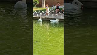 Cisnes Blancos en el Parque del Oeste en Málaga [upl. by Adnaram]