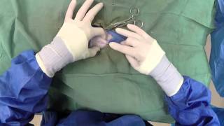 Puppy Spay and Neuter Aftercare and Exercise [upl. by Mulloy]