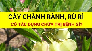 Cây Chành Rành Chành Dành Rù Rì có tác dụng chữa trị bệnh gì [upl. by Enyehc224]