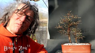 Repotting Two Larch Trees Part 2 The Bonsai Zone Feb 2024 [upl. by Lipscomb]