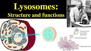 Lysosomes  Structure and Functions of lysosomes  Polymorphism in lysosomes  Primary lysosomes [upl. by Zerimar]