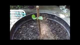 How To Grow Fruit Trees From Cuttings By Rick Gunter [upl. by Krisha508]