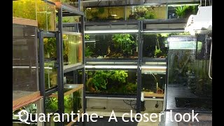 Quarantine Protocol A closer look BONUS new fish footage [upl. by Mckee]