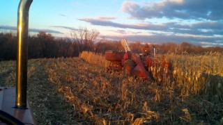 Farmall 706 picking corn 3gp [upl. by Naujled]