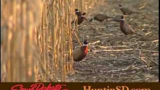 Pheasant Hunting in South Dakota [upl. by Nylirek]