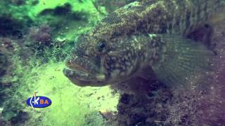 Бычок травяник Grass goby Zosterisessor ophiocephalus [upl. by Lanam]