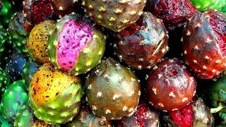 Cultivo de Pitaya con Buenas Prácticas Agrícolas  TvAgro por Juan Gonzalo Angel [upl. by Enelyw549]