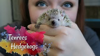 Tenrecs vs Hedgehogs  How Different Are They Really [upl. by Carlita224]