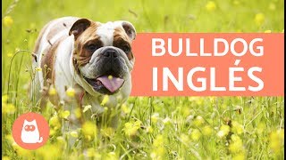 BULLDOG INGLÉS  Características y CUIDADOS [upl. by Martsen]