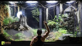 2 Month Evolution of My Giant Rainforest Vivarium [upl. by Elenaj]