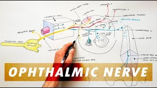 Trigeminal Nerve Anatomy  The Ophthalmic Nerve [upl. by Nnahaid]