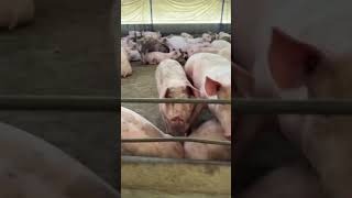 Pig farming Uganda [upl. by Atiran335]