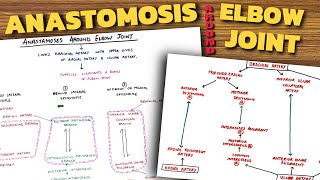 Anastomosis Around Elbow Joint  Elbow Joint Anatomy 34 [upl. by Eerhs888]