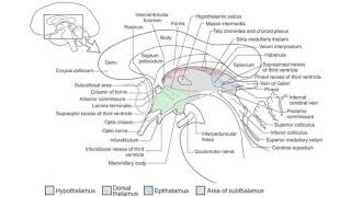 Diensefalon diencephalon [upl. by Nodyroc747]