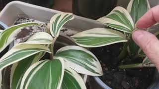 Variegated ginger or shell ginger how to separate or propagate [upl. by Alane]