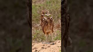 Burrowing Owl।।😲 fact shorts viralshort [upl. by Spohr547]